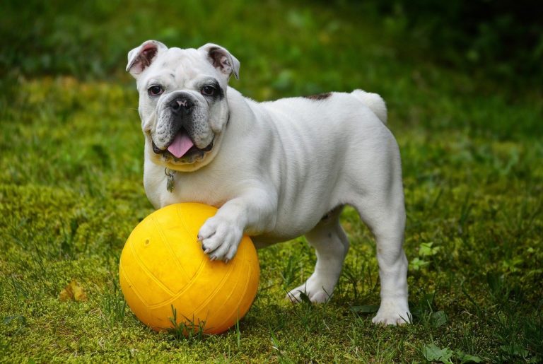 english bulldog, bulldog, ball-562723.jpg